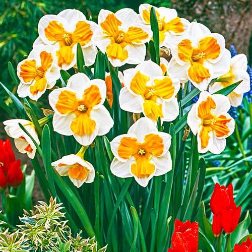 Нарцисс Florium Tricollet (3678) - фото 3 Нарцисс Florium Tricollet (3678) - фото 3