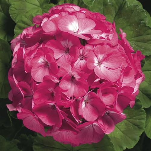 Семена цветов Syngenta Пеларгония Ringo 2000 F1 Rose 250 шт. (BN01677-2)