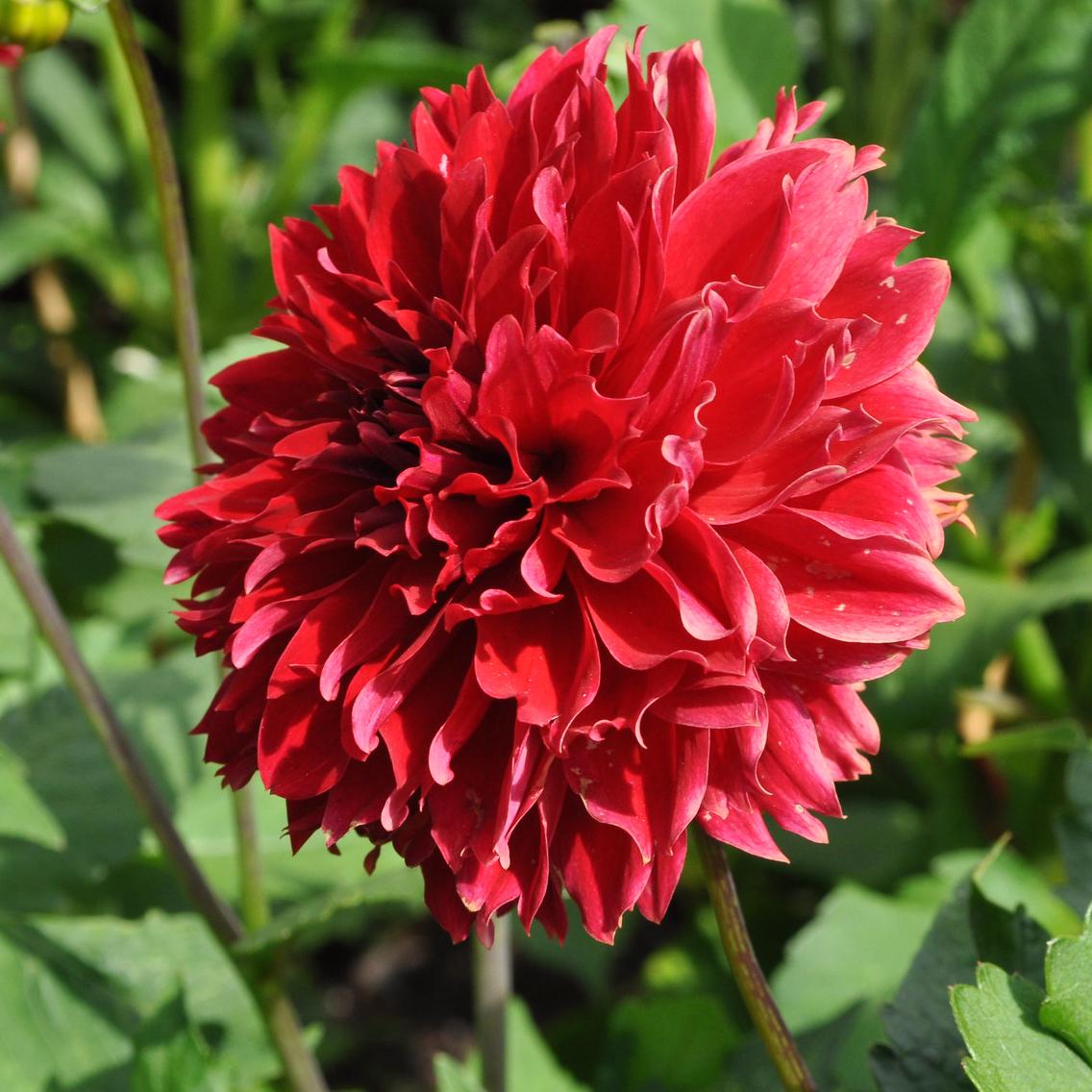 Георгина декоративная Red Fubuki 1 шт. (38294439)