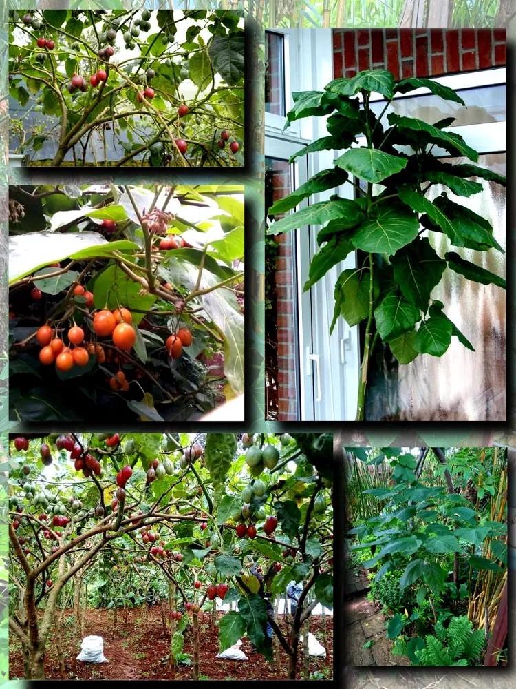 Семена Тамарилло зимостойкий Cyphomandra 20 шт. - фото 5