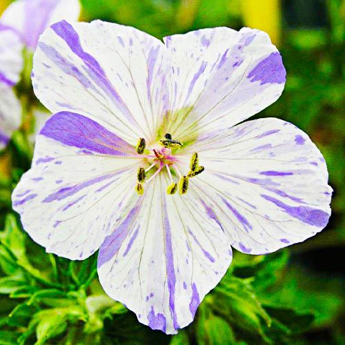 Герань Florium Splish Splash (7678)