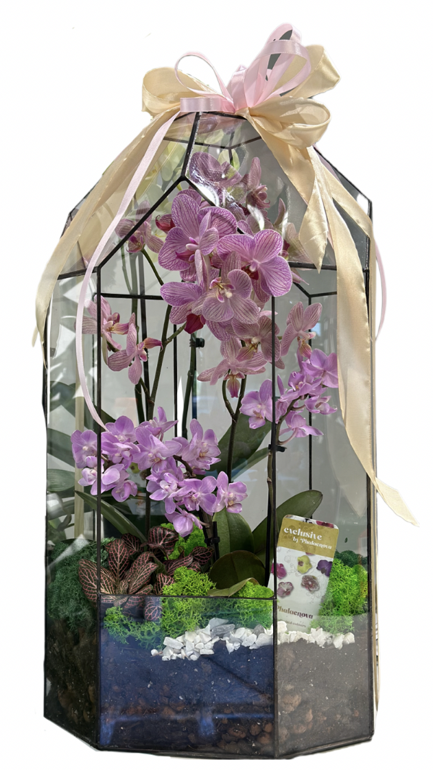Флораріум з орхідеєю Plants room XL 52 см (20159864)