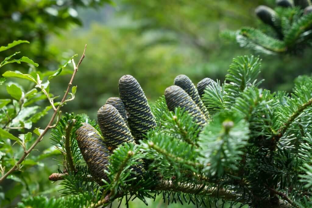 Ялиця біла Abies alba 1,5 л