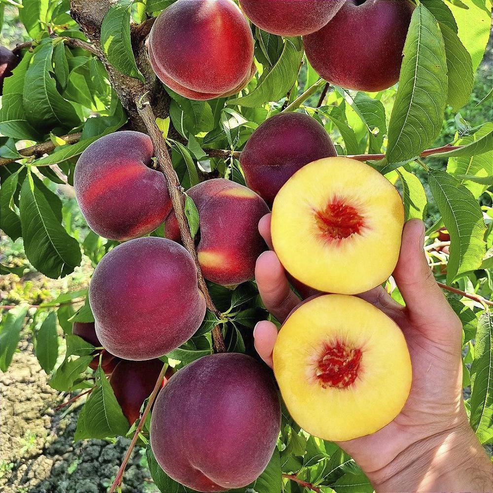 Саженец персика Свит Дрим 2 летний (14965884) Саженец персика Свит Дрим 2 летний (14965884)