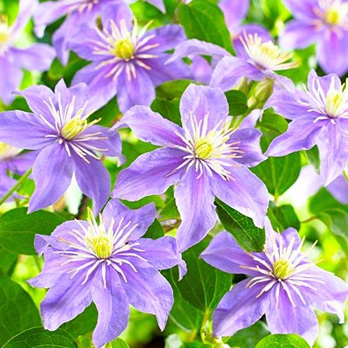 Клематис Justa Florium