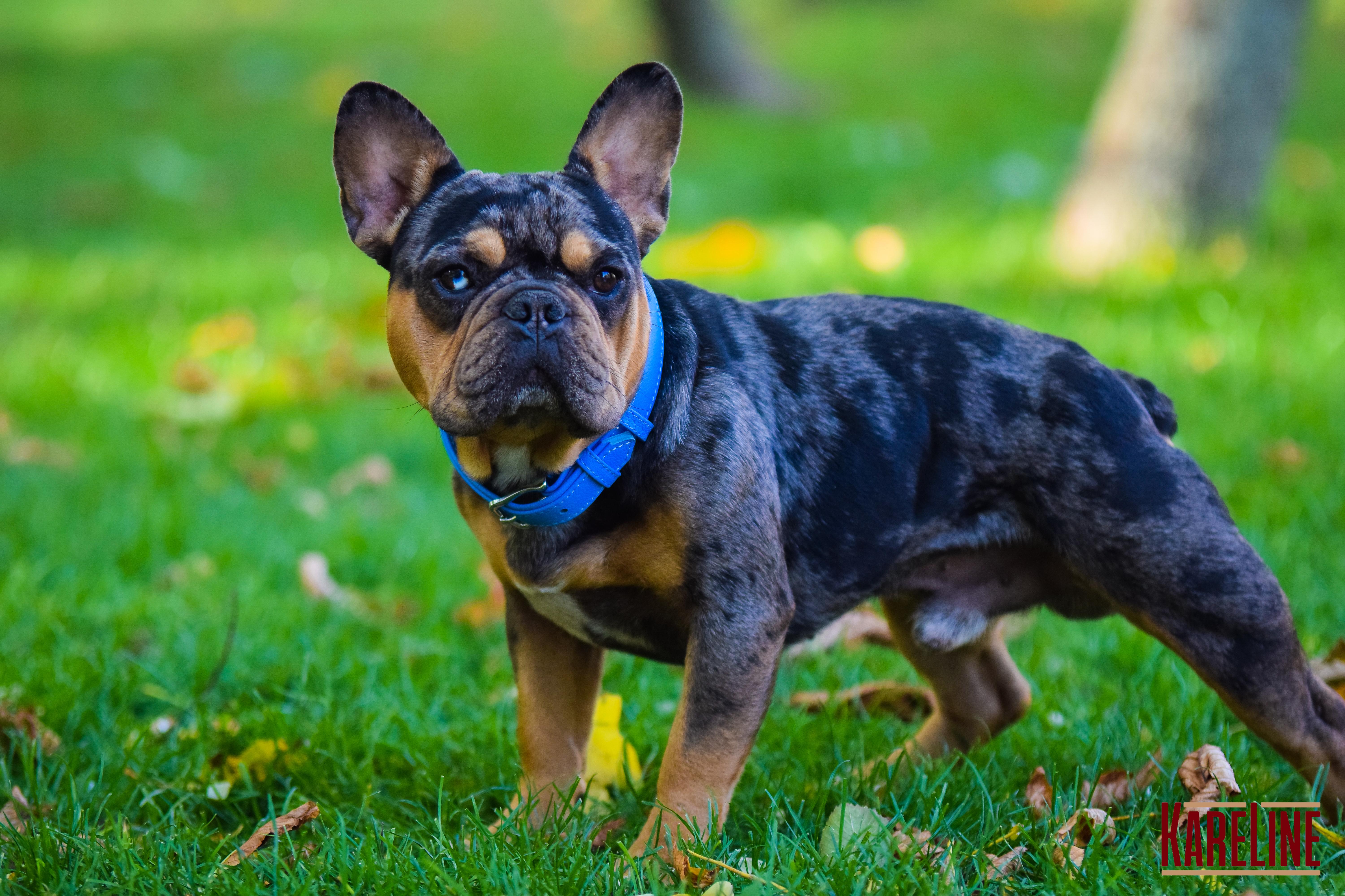 Ошейник KareLine из натуральной кожи 10 мм 190-230 мм Голубой (8130/17) - фото 3 Ошейник KareLine из натуральной кожи 10 мм 190-230 мм Голубой (8130/17) - фото 3