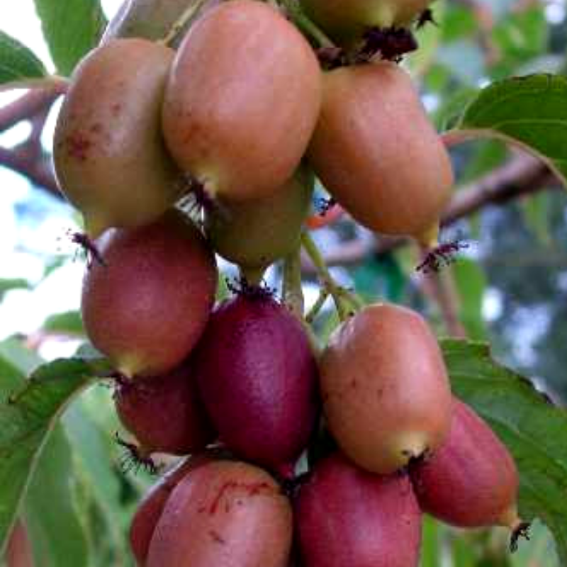 Саджанець актинідії Purple жіночий сорт Р9 (640048255) - фото 2 Саджанець актинідії Purple жіночий сорт Р9 (640048255) - фото 2