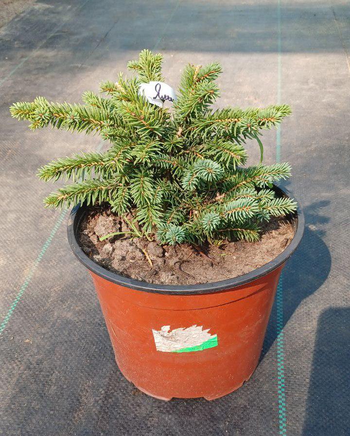 Ялина карликова колюча Picea pungens Sonia (19035858) - фото 3