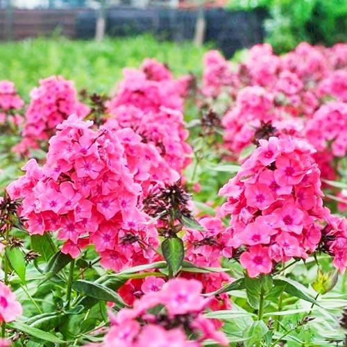 Флокс Florium Windsor (5871) - фото 2