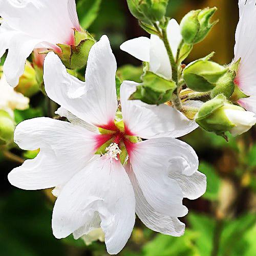 Лаватера Florium Barnsley Baby (11496)