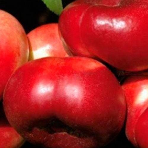 Саджанець Нектарин інжирний пірамідальний Саманта Samantha (50906)