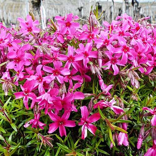 Флокс Florium Red Wings (5541) Флокс Florium Red Wings (5541)