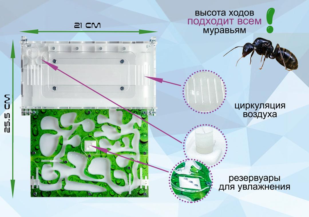 Комплект ANT-LIVE Standart "лист" с муравьиной фермой и муравьями (4be92dd0) - фото 2