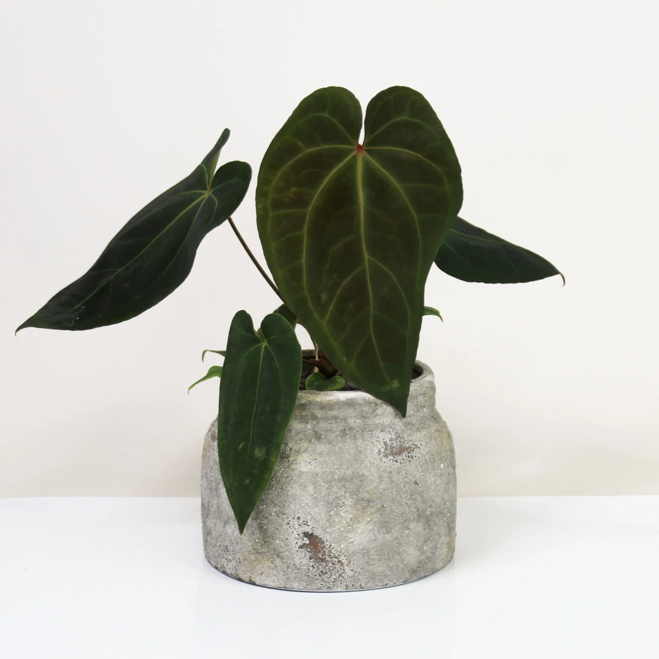 Антуриум Дарк Феникс 12/35 см (2698872796) Антуриум Дарк Феникс 12/35 см (2698872796)