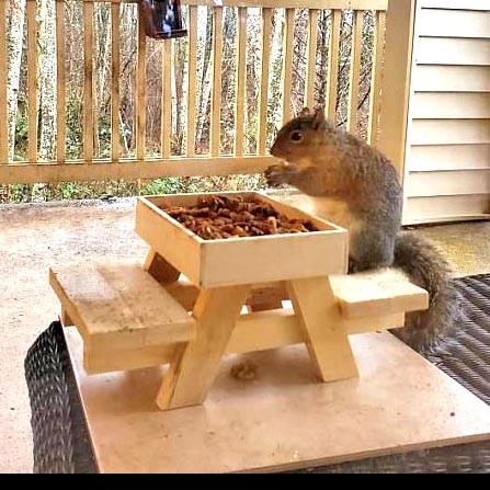 Кормушка для белок из дерева Арахис (ДДБ-000200) - фото 6 Кормушка для белок из дерева Арахис (ДДБ-000200) - фото 6