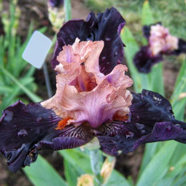 Ірис бородатий Creative Vision 1 шт. (38291420) - фото 3