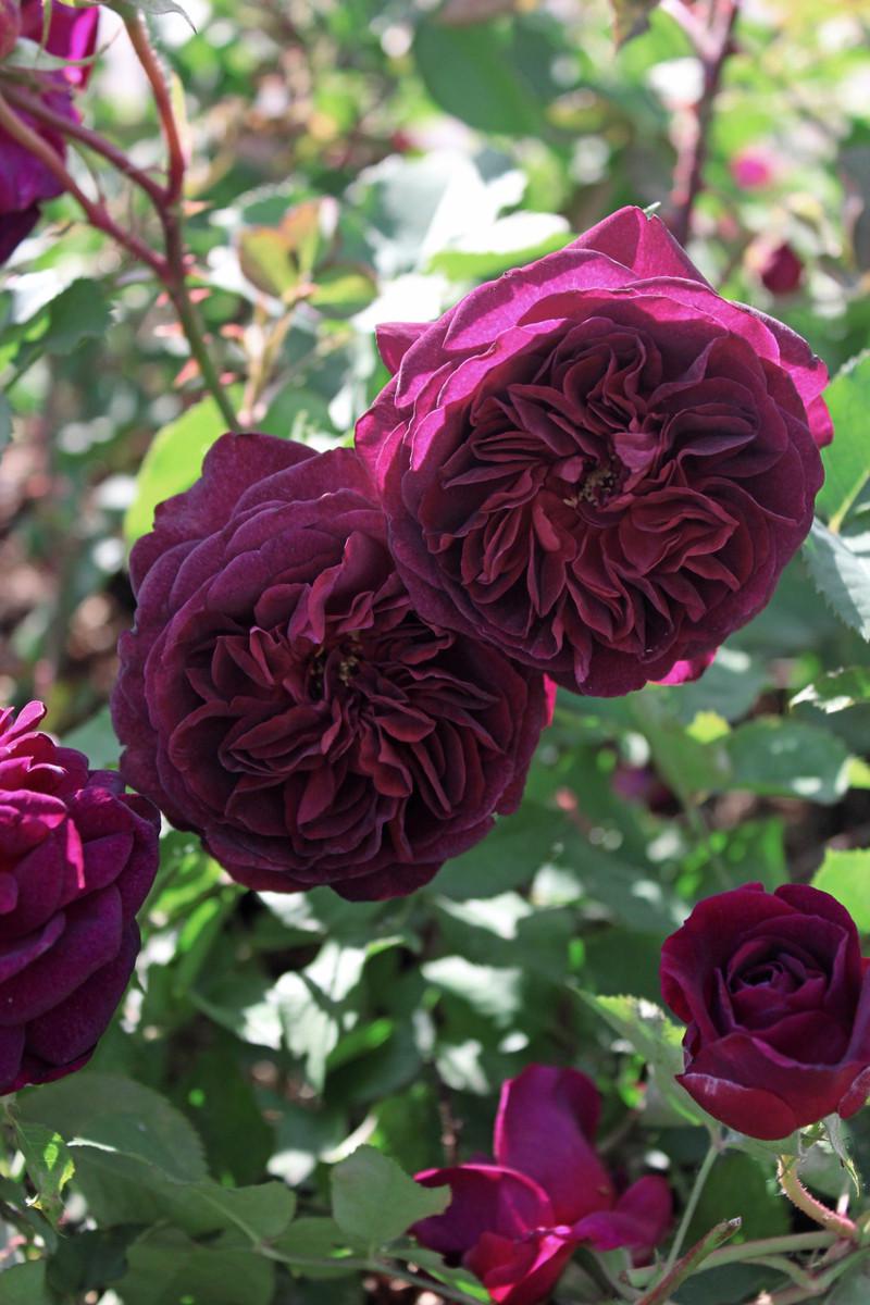 Роза Velet Thе Dark Lady в контейнере (2558773515) - фото 7