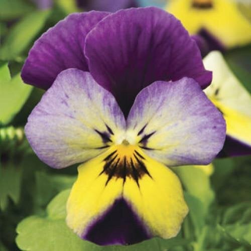 Семена цветов Виола рогатая Syngenta Endurio Blue Yellow with Purple Wing 1000 шт. (BN03660)