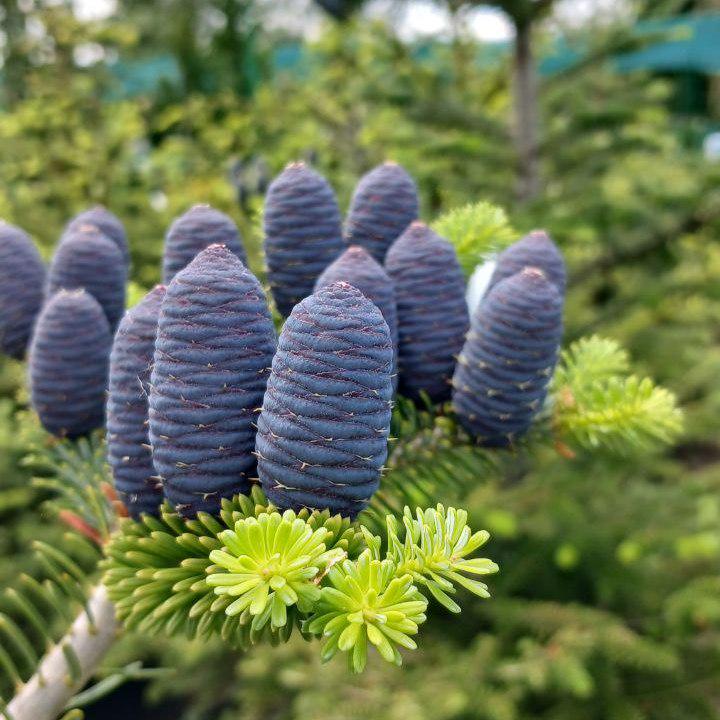 Ялиця кавказька або ялиця Нордмана 100-140 см (19304850)