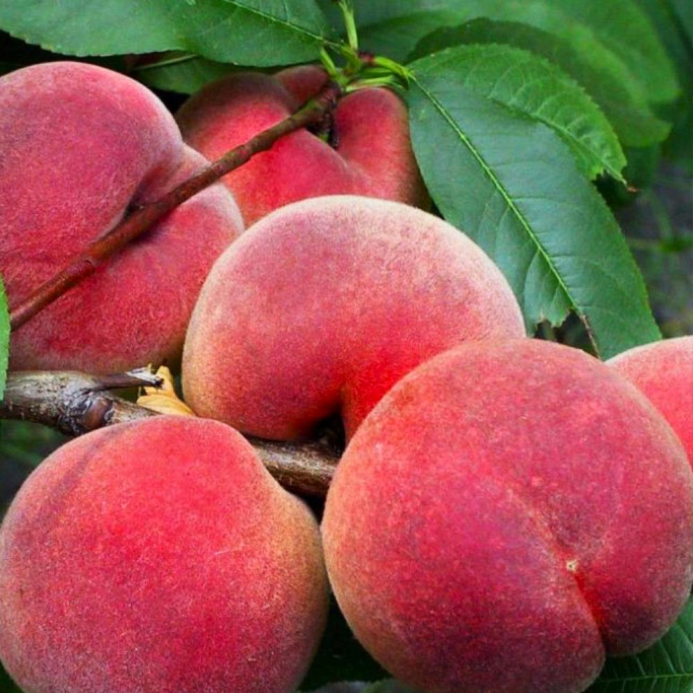 Саженец персика Флемминг Фьюри 23 2 летний (14965889) Саженец персика Флемминг Фьюри 23 2 летний (14965889)