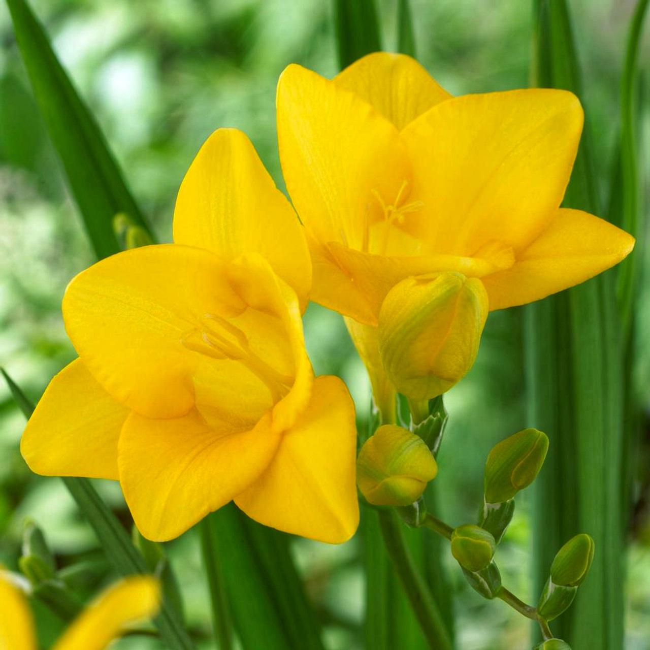 Фрезия простая Dobrodar Yellow 9 шт. Желтый (38288900)