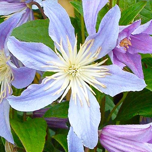 Клематис Blue River Florium