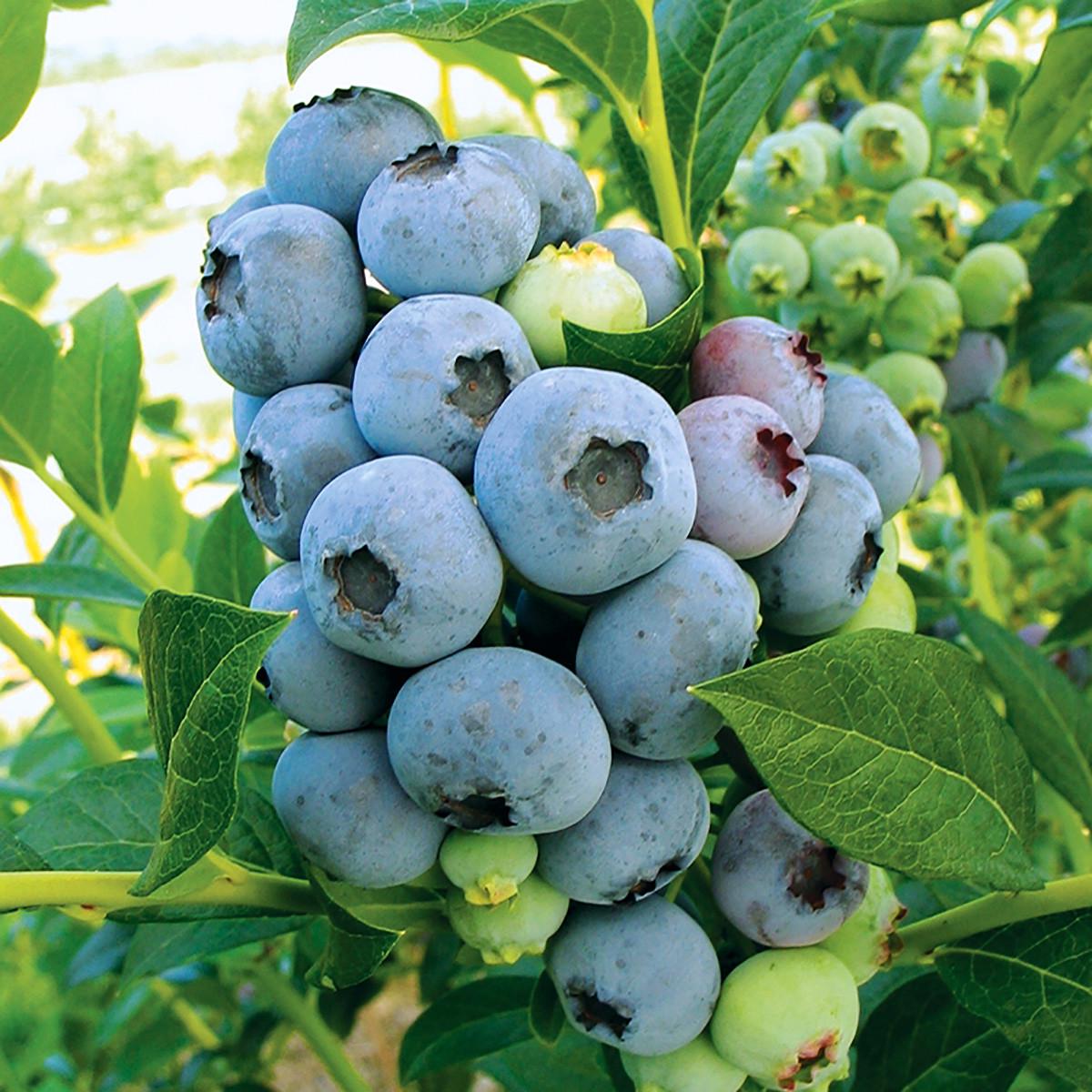 Саджанець лохини Блюкроп Середня 2,5-річна С2 (2086301742)