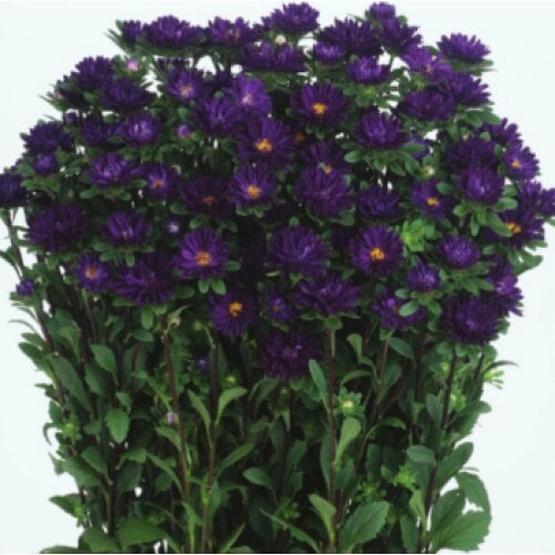 Семена цветов Астра Serenade Deep Blue Sakata 2500 шт. (BN07264)