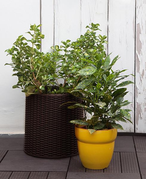 Горщик для квітів Keter Cylinder Planter Large 39 л Коричневий (7290103664206) - фото 5