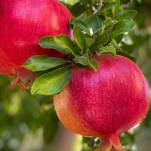 Сажанец Гранат садовый 2-х летний «Ачиканор» высота саженца 40-60 см (72037)