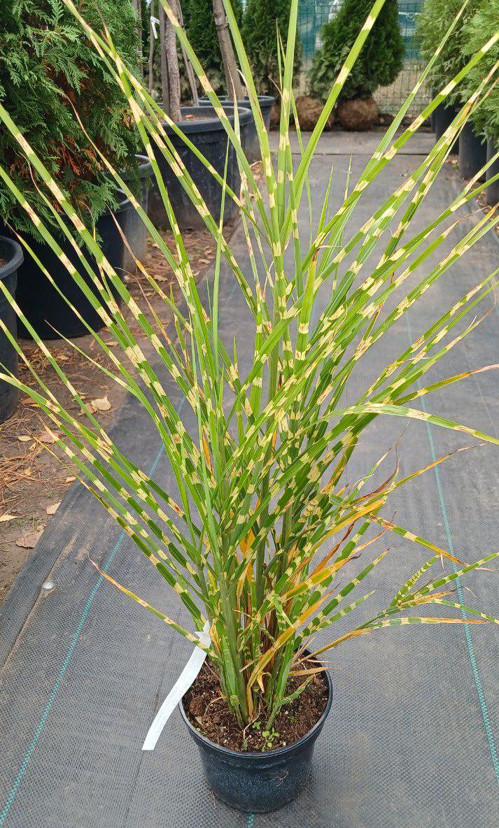 Міскантус китайський Miscanthus sinensis Zebrinus (21811023)