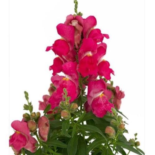 Львиный зев Candy Top Rose Sakata 10 шт. (BN09108 4)