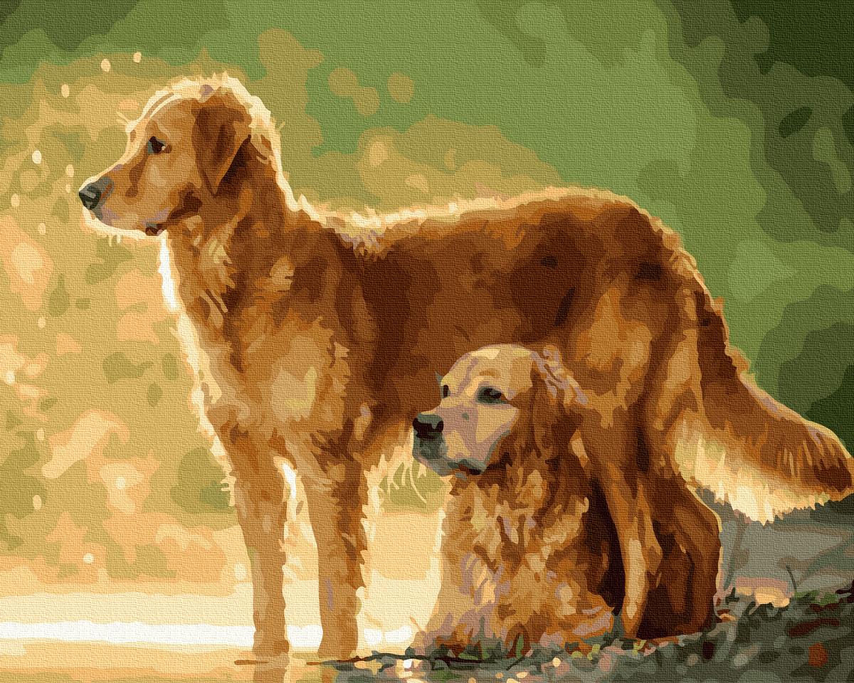 Картина по номерам Brushme Золотистые ретриверы 40х50 см (GX34657)