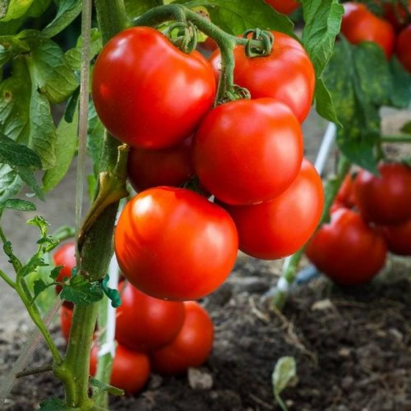 Насіння Томат Монсан ТД Гекса-Україна 500 шт. 01-25-267 (IR00766) Насіння Томат Монсан ТД Гекса-Україна 500 шт. 01-25-267 (IR00766)