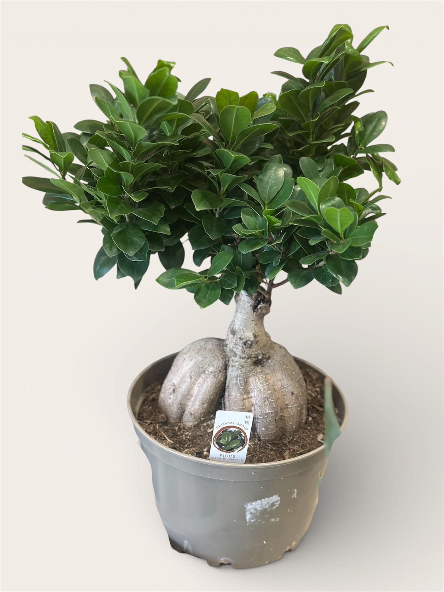 Бонсай Фікус Гінсенг 45 см (32144344)