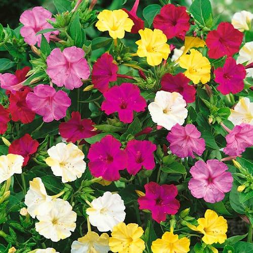 Мирабилис Florium Jalapa (3244)
