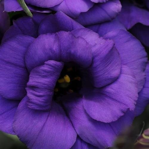 Семена цветов Эустома Лизиантус ABC 1 PURPLE PanAmerican 1000 шт. (BN01015)