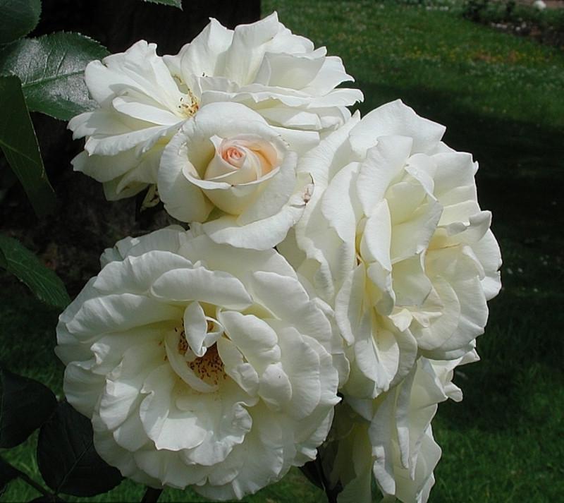 Троянда Шневальзер Плетиста (2558766773) - фото 4 Троянда Шневальзер Плетиста (2558766773) - фото 4