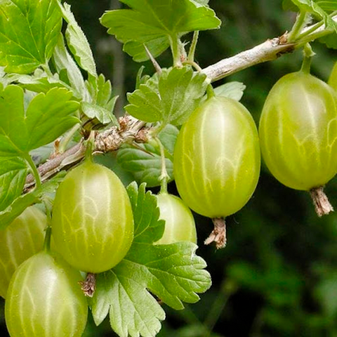 Агрус безколючковий Уральський Ранньо-середній сорт (2084646693)