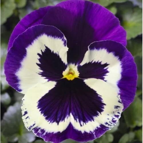 Семена цветов Виола Виттрока Syngenta Delta F1 Speedy Violet Face 500 шт. (BN13209-2)