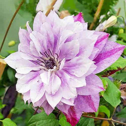 Клематис Super Cute Florium