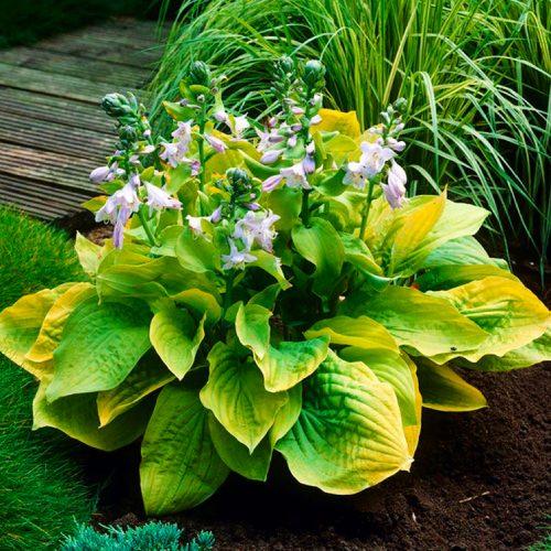 Хоста Florium August Moon (3191)