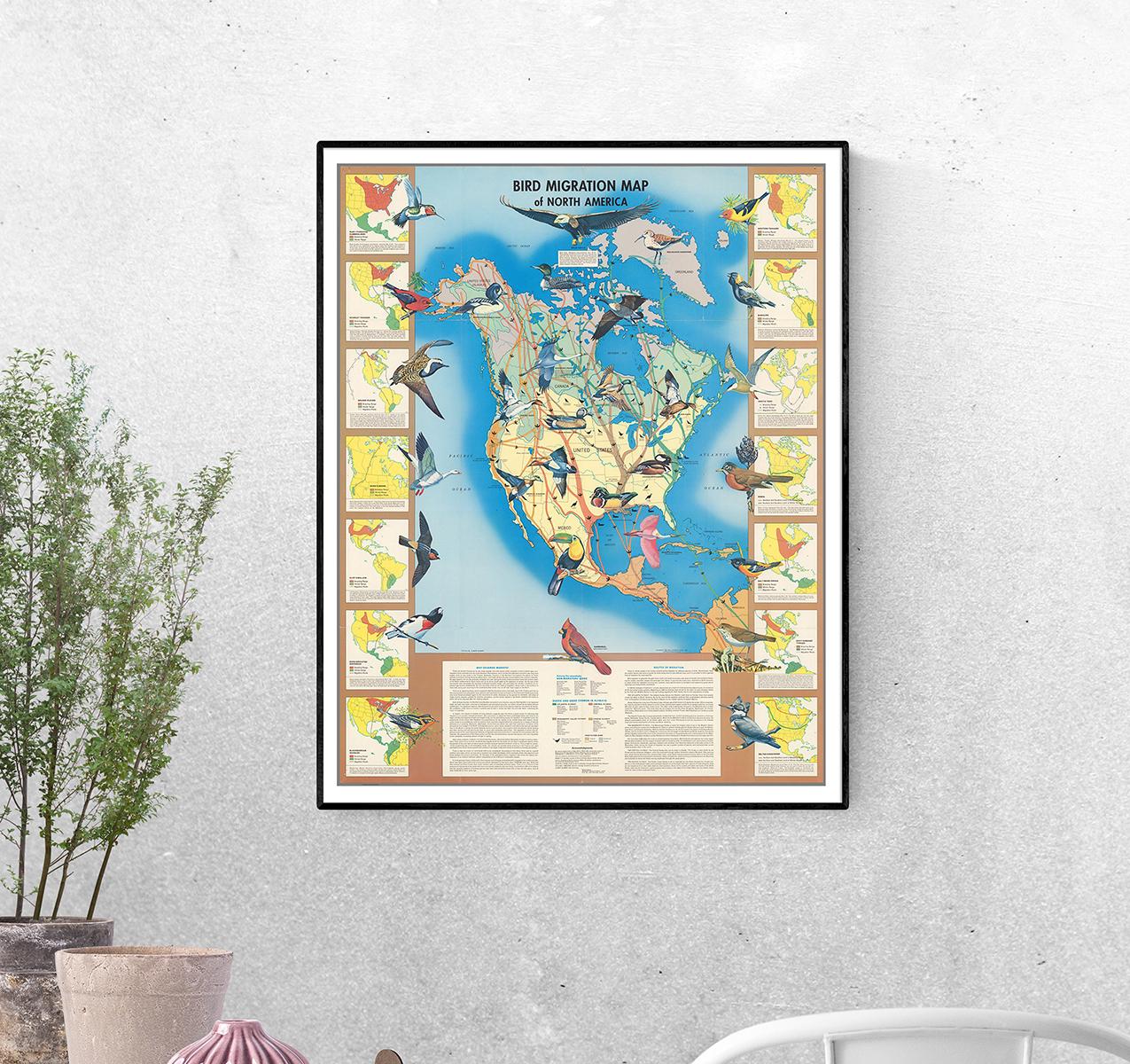 Постер Карта миграции птиц Северной Америки формат А-0