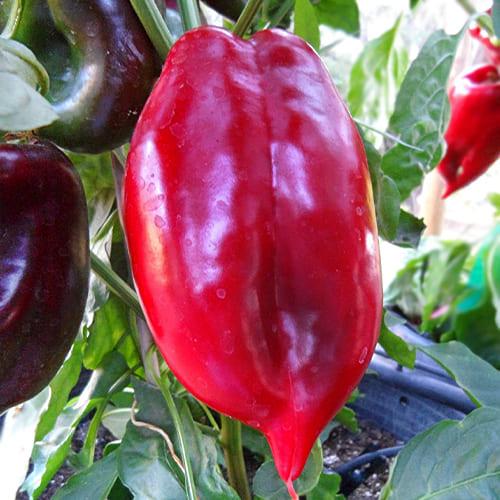 Семена Перець Florium Людмила (17125)