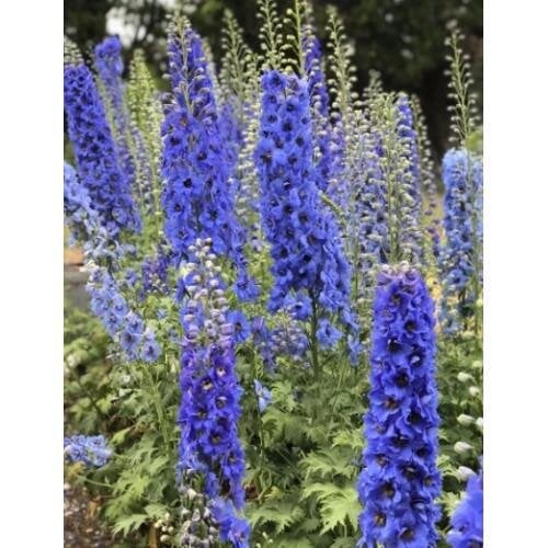 Семена цветов Дельфиниум новозеландский Blue Stars F1 смесь синих 1-1,5 m New Zealand Delphiniums 5 шт. (BN13064-4)