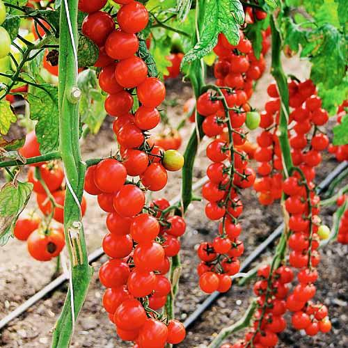 Семена Томат Florium Виноградний (8876)