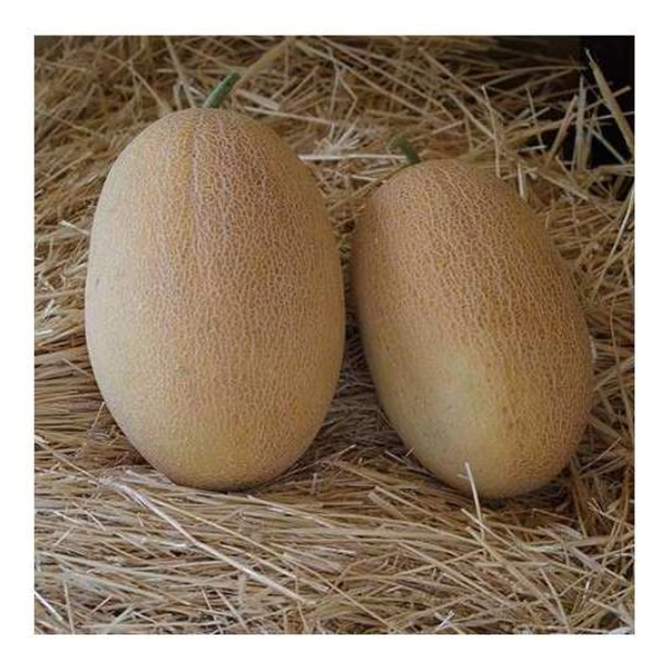 Семена Дыня Оксана ТД Гекса-Украина 01-04-033 500 шт. (IR02270)