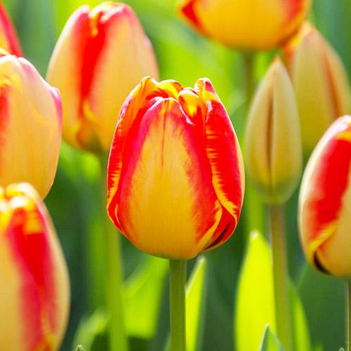 Тюльпан Florium Banja Luka (11046) - фото 2 Тюльпан Florium Banja Luka (11046) - фото 2