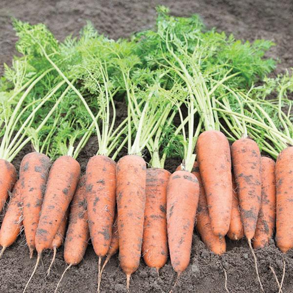 Насіння Морква Canada F1 ТД Гекса-Україна 100 000 шт. 2,2-2,4 мм 01-17-079 (IR01023) Насіння Морква Canada F1 ТД Гекса-Україна 100 000 шт. 2,2-2,4 мм 01-17-079 (IR01023)