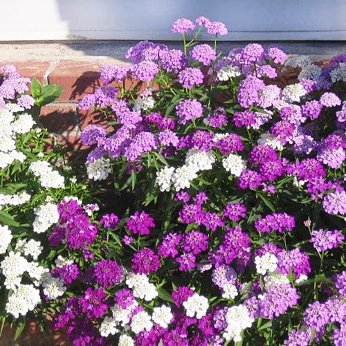 Насіння Іберіс Florium Амбрелла (6105) - фото 3 Насіння Іберіс Florium Амбрелла (6105) - фото 3